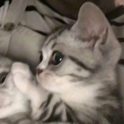 高清可爱的猫2个情侣头像一左一右图片 猫咪情头可爱