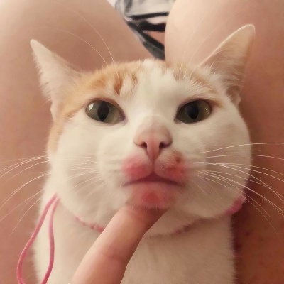 高清可爱的猫2个情侣头像一左一右图片 猫咪情头可爱