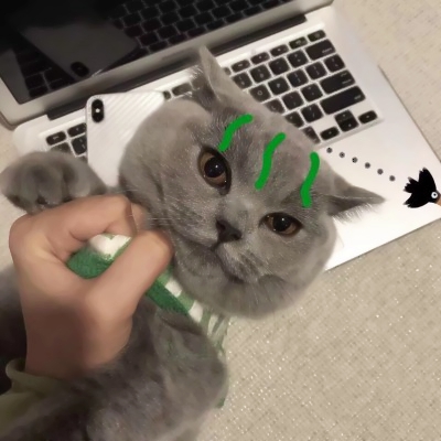 高清可爱的猫2个情侣头像一左一右图片 猫咪情头可爱