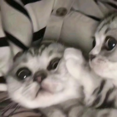 高清可爱的猫2个情侣头像一左一右图片 猫咪情头可爱