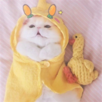高清可爱的猫2个情侣头像一左一右图片 猫咪情头可爱