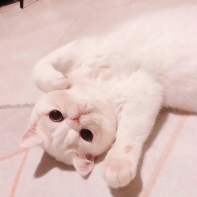 高清可爱的猫2个情侣头像一左一右图片 猫咪情头可爱