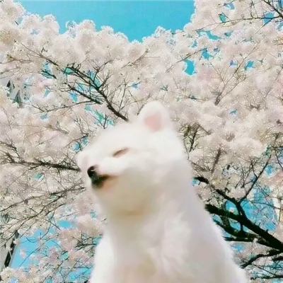 可爱搞怪的猫狗情侣头像一对两张图片 动物情侣头像猫狗搞怪