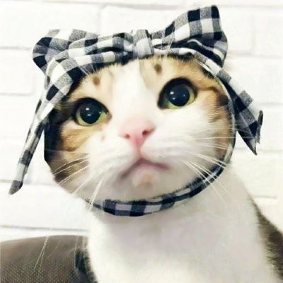 可爱搞怪的猫狗情侣头像一对两张图片 动物情侣头像猫狗搞怪