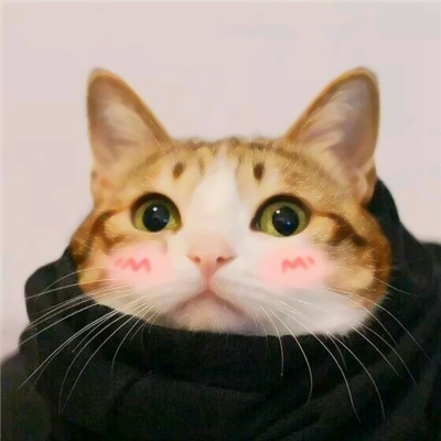 可爱搞怪的猫狗情侣头像一对两张图片 动物情侣头像猫狗搞怪