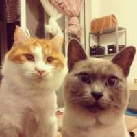 好玩可爱的小猫咪情侣头像图片一对两张 猫情侣头像