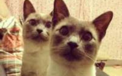 好玩可爱的小猫咪情侣头像图片一对两张 猫情侣头像