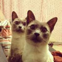 好玩可爱的小猫咪情侣头像图片一对两张 猫情侣头像