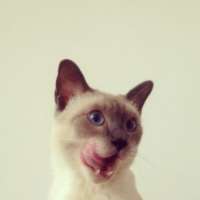 好玩可爱的小猫咪情侣头像图片一对两张 猫情侣头像