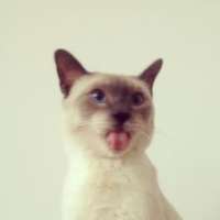 好玩可爱的小猫咪情侣头像图片一对两张 猫情侣头像