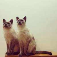 好玩可爱的小猫咪情侣头像图片一对两张 猫情侣头像