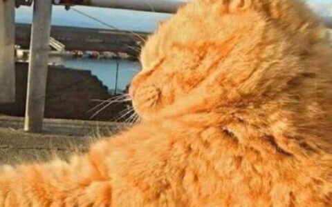 高清搞怪的可爱猫咪情侣头像一对两张图片 猫咪情侣头像