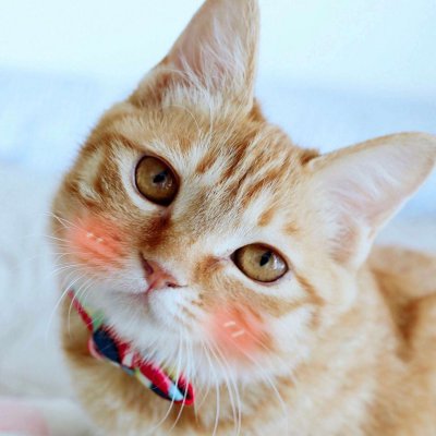 高清好看的一猫一狗搞怪情侣头像图片 猫狗情侣头像一对两张