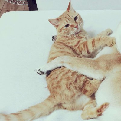高清好看的一猫一狗搞怪情侣头像图片 猫狗情侣头像一对两张