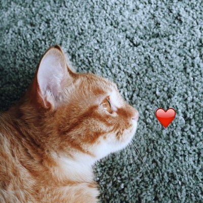 高清好看的一猫一狗搞怪情侣头像图片 猫狗情侣头像一对两张