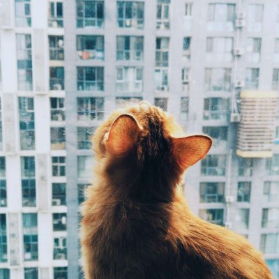 高清好看的一猫一狗搞怪情侣头像图片 猫狗情侣头像一对两张