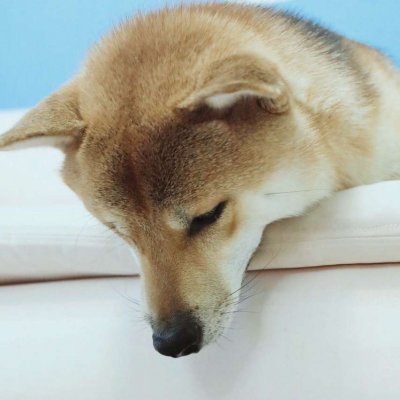 高清好看的一猫一狗搞怪情侣头像图片 猫狗情侣头像一对两张