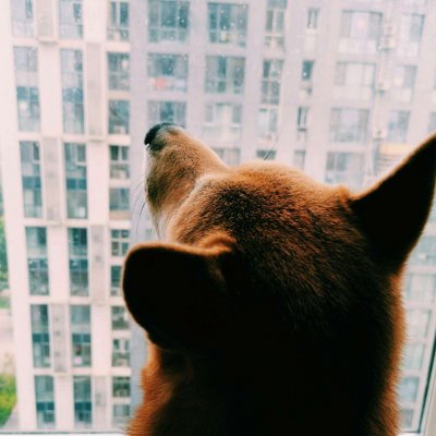 高清好看的一猫一狗搞怪情侣头像图片 猫狗情侣头像一对两张