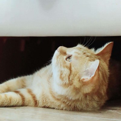 高清好看的一猫一狗搞怪情侣头像图片 猫狗情侣头像一对两张