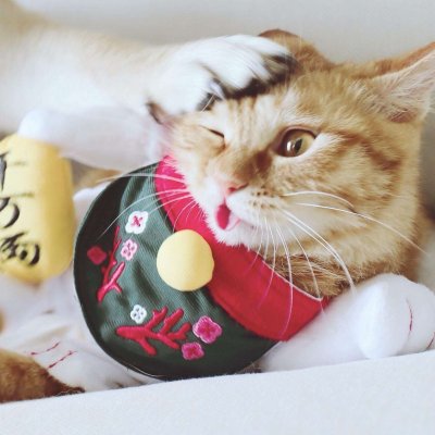 高清好看的一猫一狗搞怪情侣头像图片 猫狗情侣头像一对两张