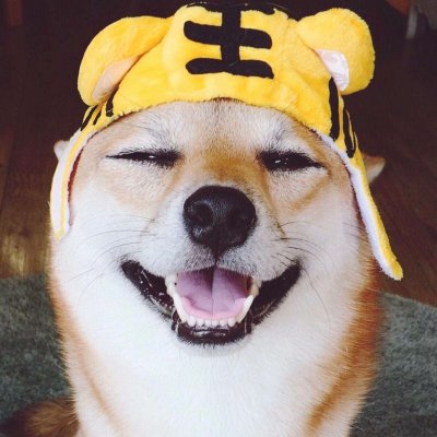 高清好看的一猫一狗搞怪情侣头像图片 猫狗情侣头像一对两张
