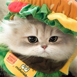 赛博造型师·Cici的头像